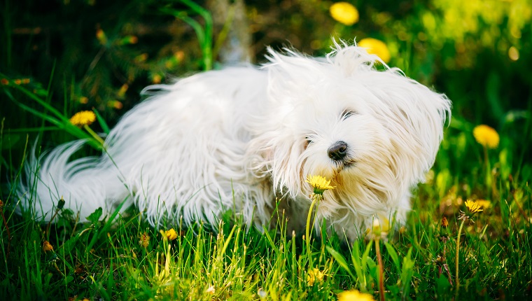 Funny White Bichon Bolognese Dog Sitting In Green Grass and sniffs dandelion flowers in Park