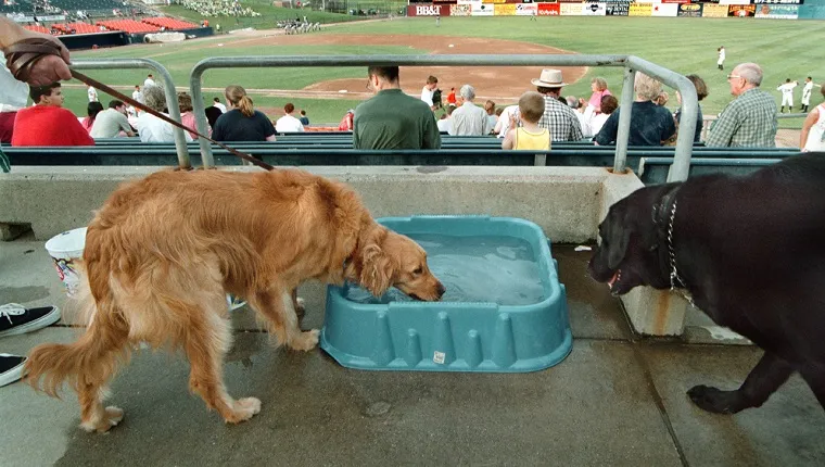 Slug: ME/DOGBALL Date: 7/2/2003 Photographer: Michael Williamson/TWP Neg# 144163 Harry Grove Stadium, Frederick, Md. Thirsty dogs were supplied with watering stations at Harry Grove Stadium during the game game between the Frederick Keys and the Myrtle Beach Pelicans tues. night. This event was called Bark in the Park and folks attending the game could bring their dog. ORG XMIT: 144163 ORG XMIT: M0307030402560450 (Photo by Michael Williamson/The Washington Post/Getty Images)