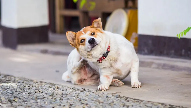 a dog try to scratching its skin.