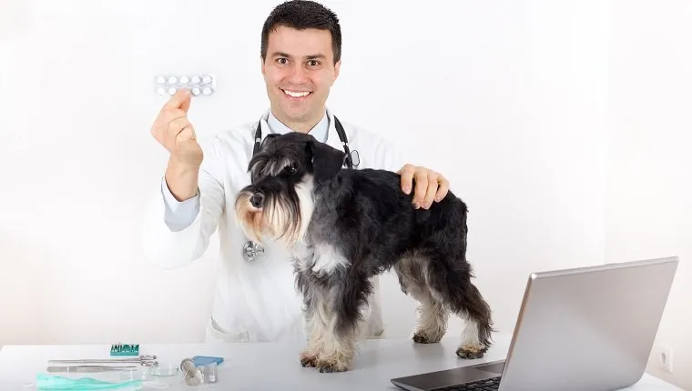 Veterinarian showing blister with tablets as advice for miniature schnauzer health