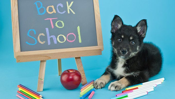 Keep Your Dog Busy When the Kids Go Back to School