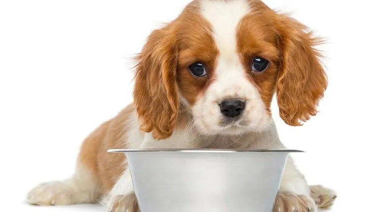 Cavalier King Charles Puppy lying in front of an empty metallic dog bowl, 2 months old, isolated on white