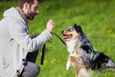 Man training dog to sit in park