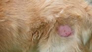 Staph Infection In Dogs Symptoms Causes And Treatments DogTime