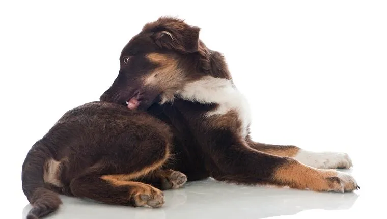 Australian shepherd dog isolated on white