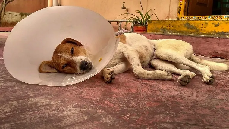 Dog Resting On Ground Wearing A Cone