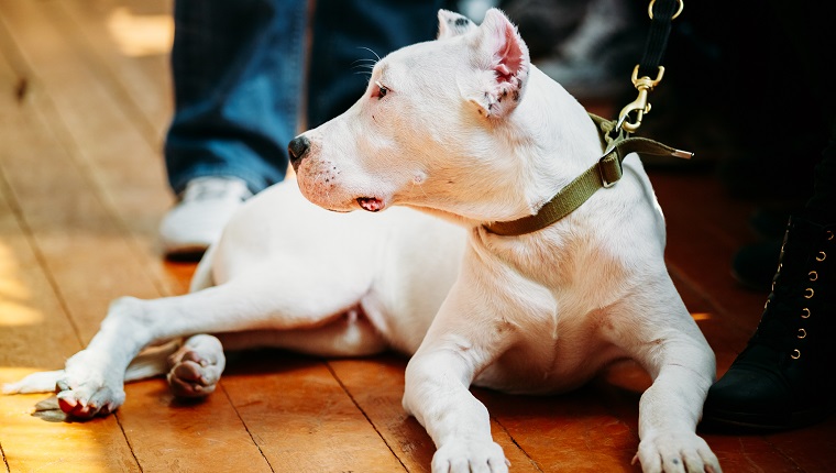 White puppy dog of Dogo Argentino also known as the Argentine Mastiff is a large, white, muscular dog that was developed in Argentina primarily for purpose of big-game hunting, including wild boar