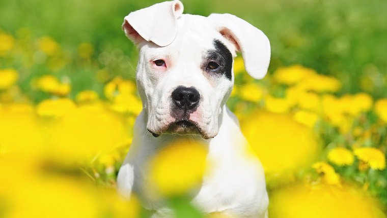 The portrait of a young Dogo Argentino dog with natural ears in dandelions
