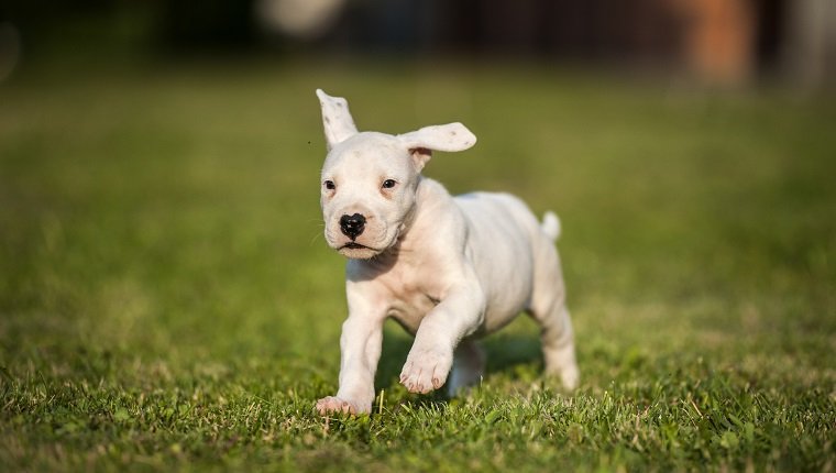 Cute Puppy in Full Speed :) It`s a Argentinian Dog/Dogo Argentino Puppy
