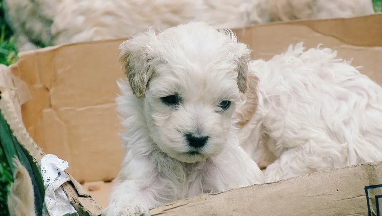 Close-Up Of Puppies In Cardboard Box