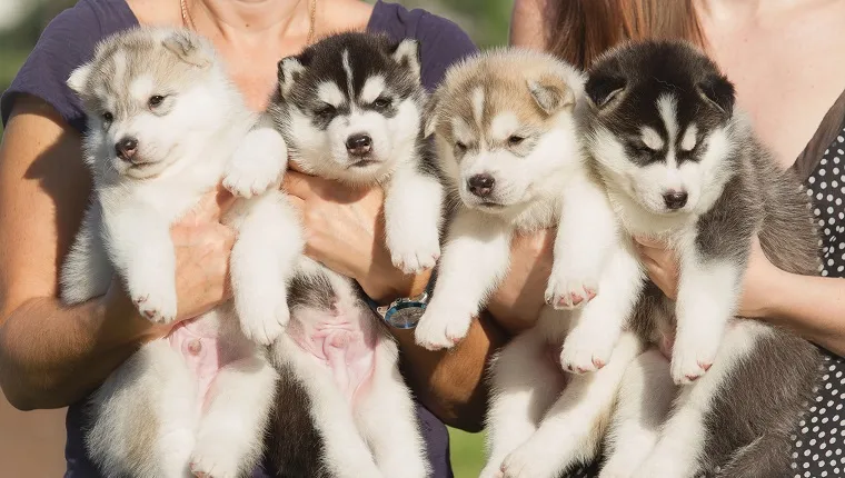 Four puppies Siberian Husky. Litter dogs in the hands of the breeder. Little puppies.