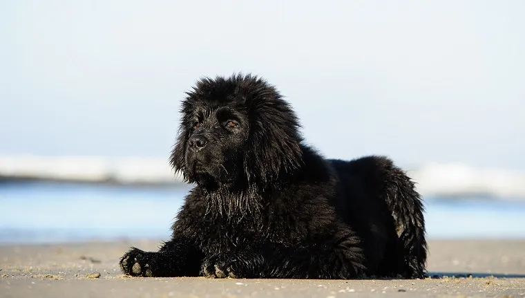 Newfoundland dog webbed store feet