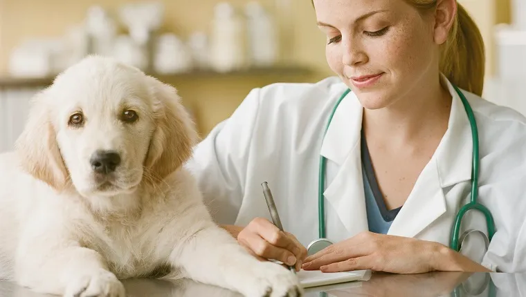 Veterinarian writing prescription for Golden Retriever Puppy, smiling