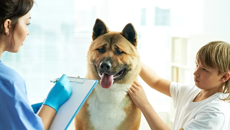 Female veterinarian writing prescription for dog after medical exam