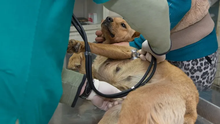 Veterinarian examining a dog from a shelter. Lounge examination