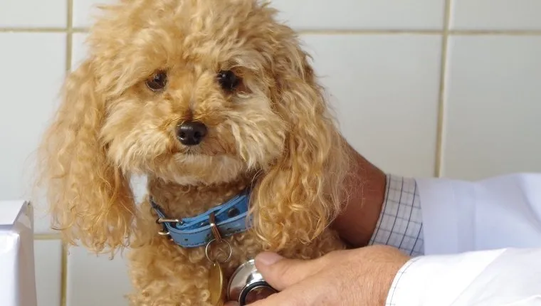 Cropped Image Of Veterinarian Examining Dog At Clinic