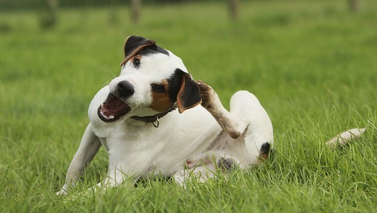Jack Russell terrier (Canis lupus familiaris) scratching, UK