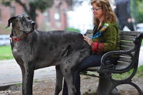 TORONTO, ON - SEPTEMBER 19 - Morgan sits on owner, Cathy Payne's lap in a downtown park on a walk. An Ontario dog is the world's tallest female dog and will be entered into the 2014 Guinness Book of Records. Her name is Morgan and she's a 5 yr old Great Dane which weighs 214 lbs and stands 38.6 inches tall.. September 19, 2013.