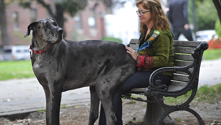 TORONTO, ON - SEPTEMBER 19 - Morgan sits on owner, Cathy Payne's lap in a downtown park on a walk. An Ontario dog is the world's tallest female dog and will be entered into the 2014 Guinness Book of Records. Her name is Morgan and she's a 5 yr old Great Dane which weighs 214 lbs and stands 38.6 inches tall.. September 19, 2013.