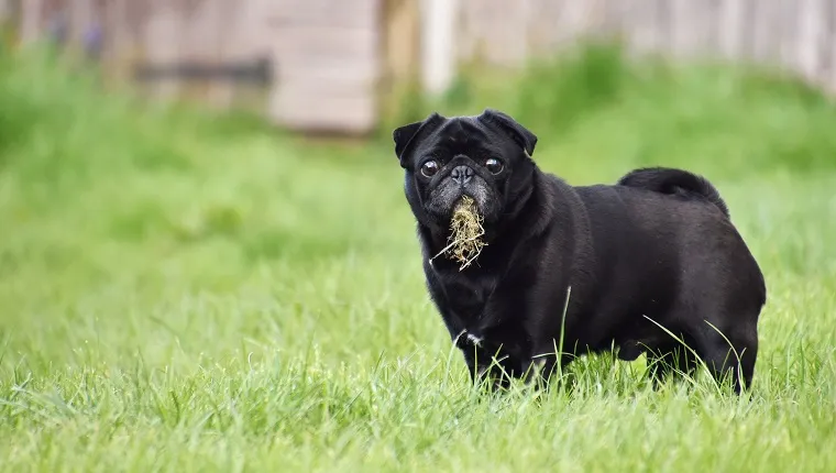 Portrait Of Black Pug Eating Grass
