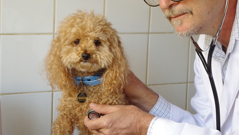 Close-Up Of Vet Examining Brown Poodle