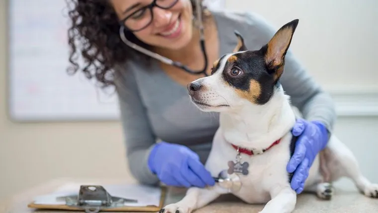 Female veterinarian doing a checkup on small dog