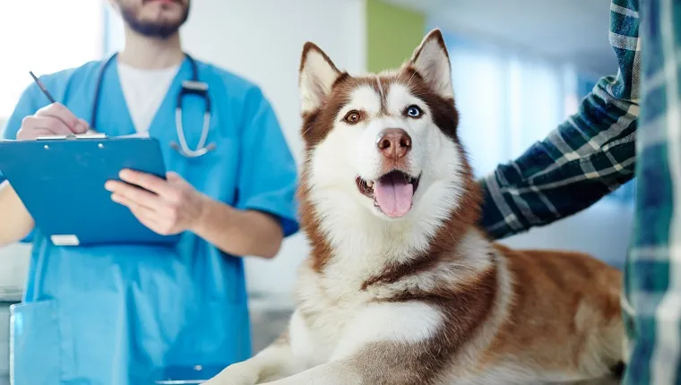 Husky dog lying on vet table with doctor and master near by