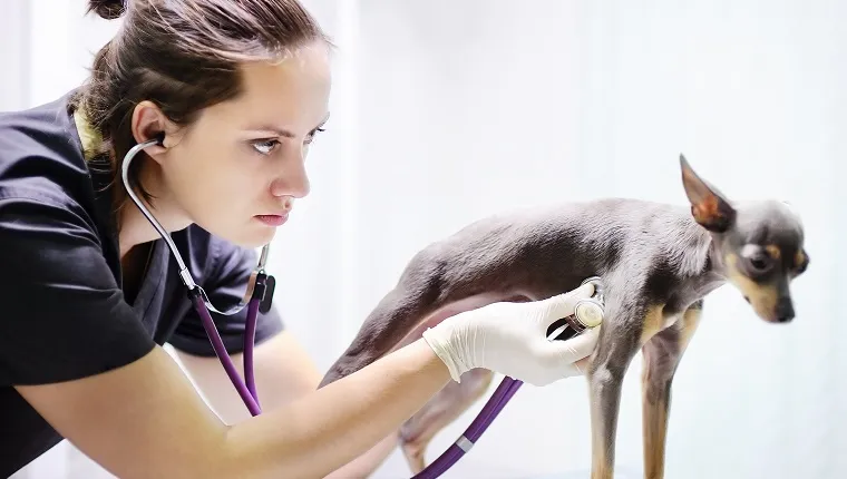 Female veterinarian doctor looking at x-ray during the examination dog