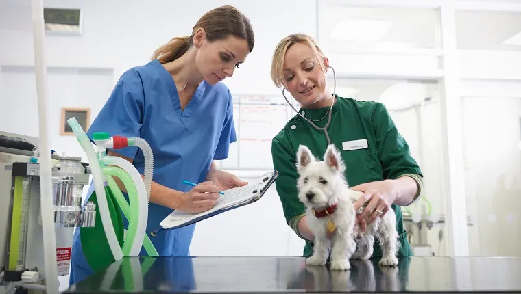 Vet and veterinary nurse wearing stethoscope examining small dog in veterinary surgery practice, vet making notes on clipboard