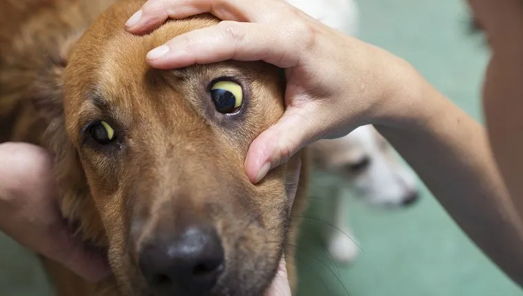 how to treat dog fever at home