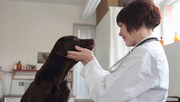 Female veterinarian examining dogs eyes in clinic
