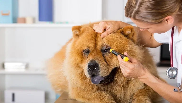 Veterinary inspecting the eyes of a dog Chow Chow in clinic