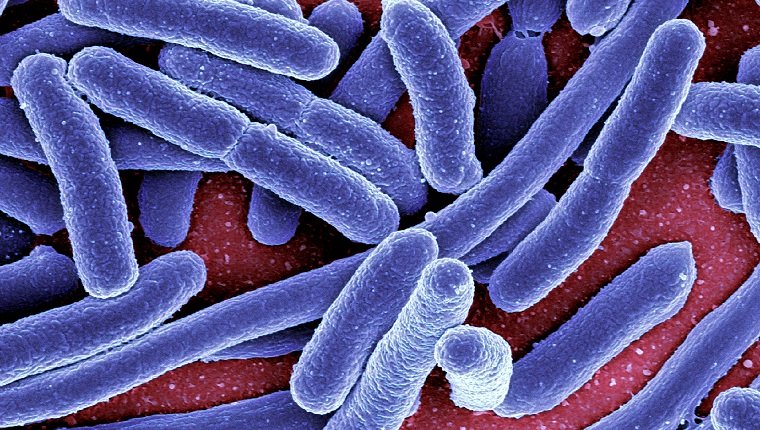 Escherichia coli bacteria, coloured scanning electron micrograph. E. coli bacteria are a normal part of the intestinal flora in humans and other animals, where they aid digestion. However, some strains, for instance E. coli O157, can produce a toxin that leads to severe illness or even death. Normal strains can also produce infections in weakened or immunosuppressed people. Magnification: x7000 when printed 10 centimetres wide.