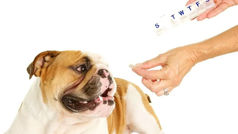 Levothyroxine For Dogs Uses Dosage And Side Effects DogTime   Levothyroxine Dogs 1 