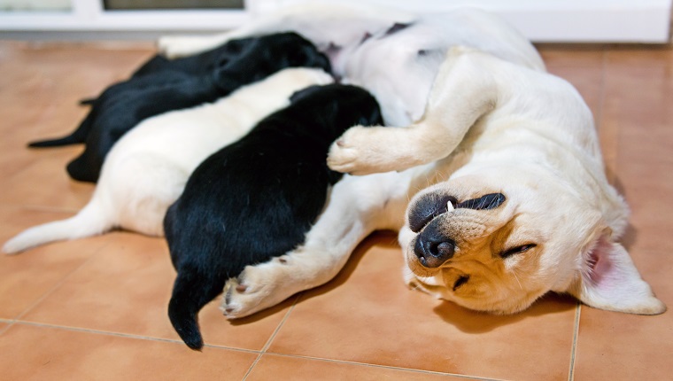 Image of a happy labrador retriever mother dog nursing her puppies