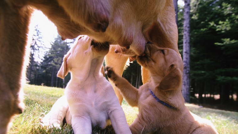 Nursing Puppies September 1, 2000