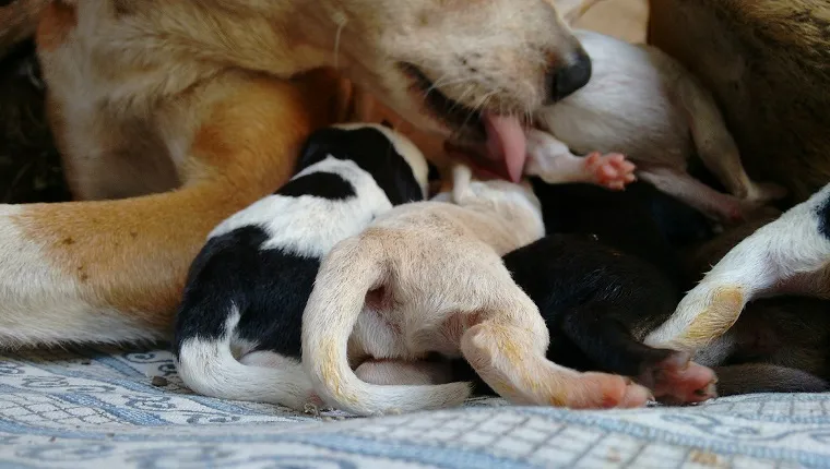 Cropped Image Of Dog With Her Puppies