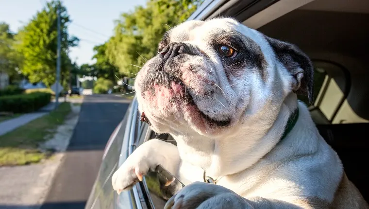 English Bulldog riding with head out of car window