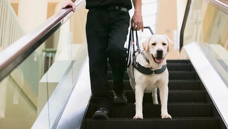 Guide Dog with Owner on Escalator