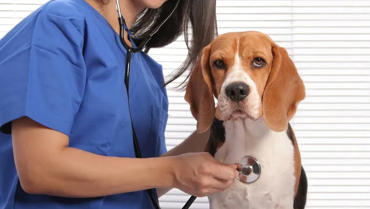 Cute beagle dog getting an exam at the veterinarian's office. Focus is on the dog.Some other related images: