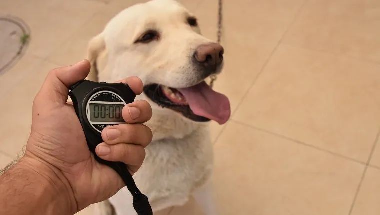 Dog and Timer