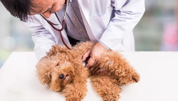Vet doctor examining cute but sick poodle dog with stethoscope at clinic