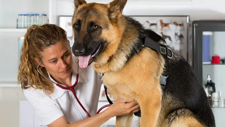Veterinary with a German Shepherd dog performing a recognition in the clinic