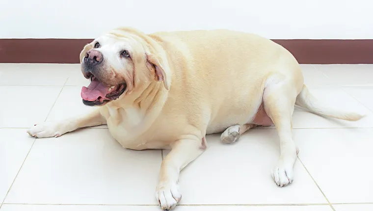 fat labrador dog on the floor, 8 years old.