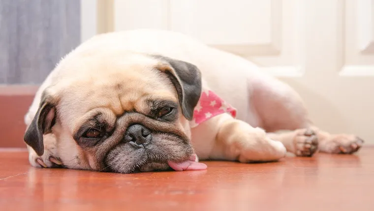 Close-up face of Cute pug fat dog sleeping rest by chin and tongue lay down on laminate floor 