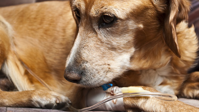 Pancreatitis In Dogs: Symptoms, Causes, & Treatments - DogTime