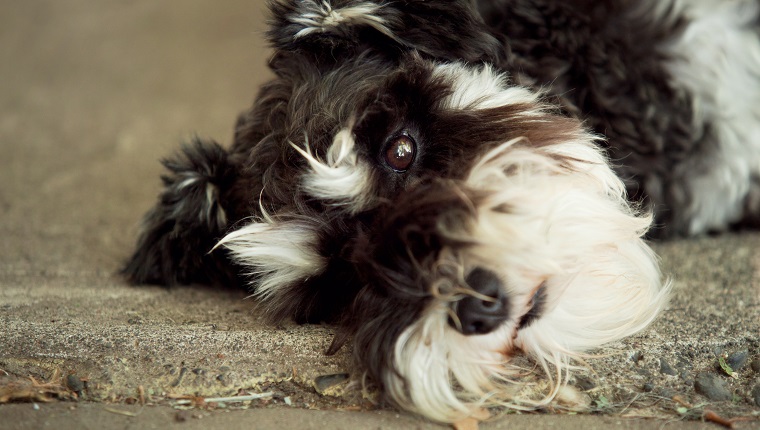 Black and white mini schnauzer dog lying down with sad expression on face.