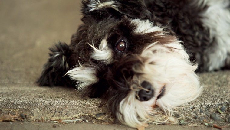 Pancreatitis In Dogs: Symptoms, Causes, & Treatments - DogTime