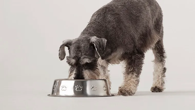 Portrait of Schnauzer eating from dog bowl