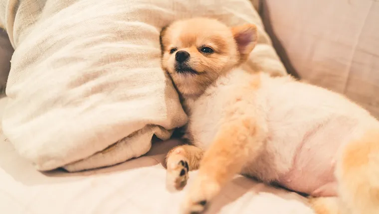 Cute pomeranian dog sleeping on pillow on bed, with copy space